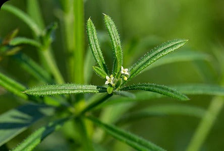 Cleavers