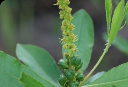 Stillingia Root