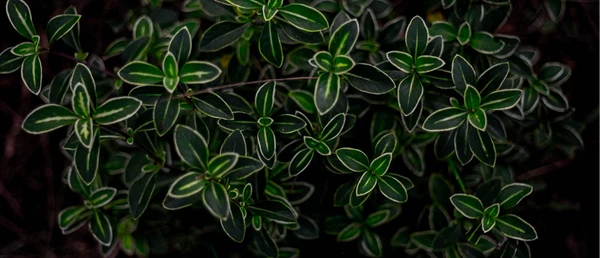 Cleavers Tincture: The Traditional Lymphatic Herb