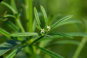 Cleavers Aerial Parts