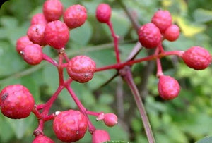 Prickly Ash Bark